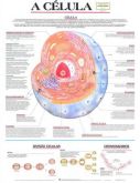 Coleção de Mapas de Anatomia