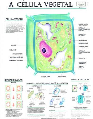 Coleção de Mapas de Botânica